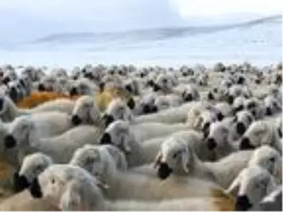 Sivas'ta hayvan otlatan çobanlar kar yağışına yakalandı