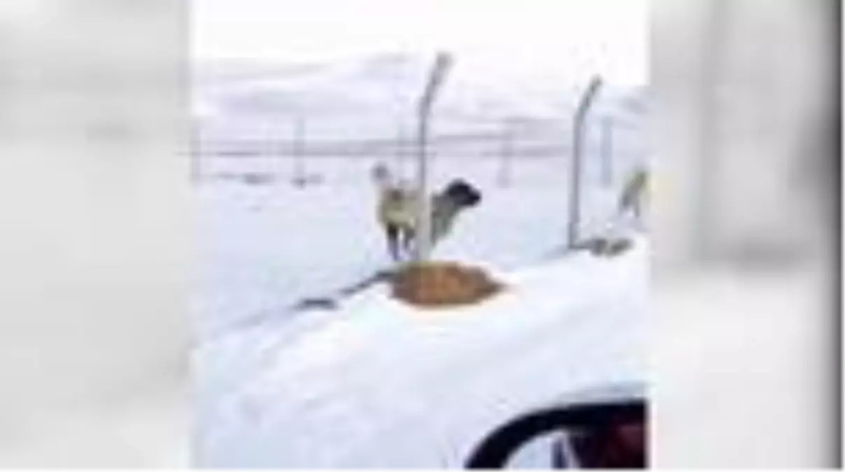 Sivas'ta soğuk hava ve kar yağışı etkili oluyor (2)