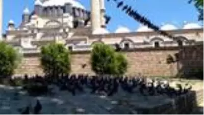 Sokağa çıkma kısıtlamasında Selimiye Meydanı’ndaki güvercinler unutulmadı