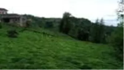 Sokağa çıkma yasağından muaf çay üreticileri bahçede