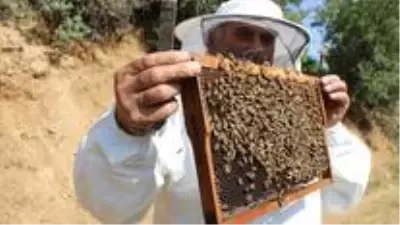 Terörden arındırılan yaylalarda arıcıların Terörden arındırılan yaylalarda arıcıların