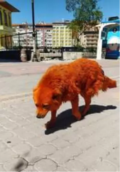 Turuncu renkli köpek görenleri şaşırttı