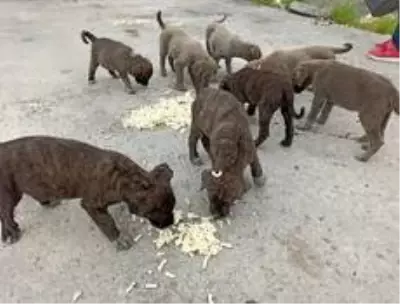 Yaban hayvanları için doğaya yem bırakıldı