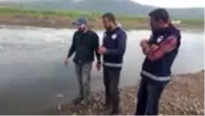 Yoğun enerji harcayan inci kefalleri göç yolunda öldü