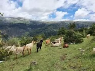 Aniden bastıran kar yağışı nedeniyle 50 koyun ve 30 kuzu telef oldu