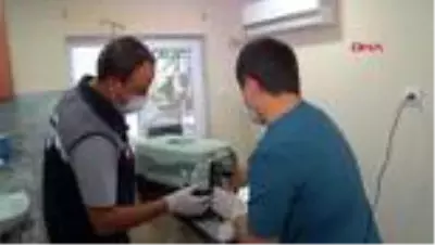 BALIKESİR Doğum yapmakta zorlanan kediye sezaryen BALIKESİR Doğum yapmakta zorlanan kediye sezaryen