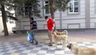 Bayramda sokak hayvanları unutulmadı Bayramda sokak hayvanları unutulmadı