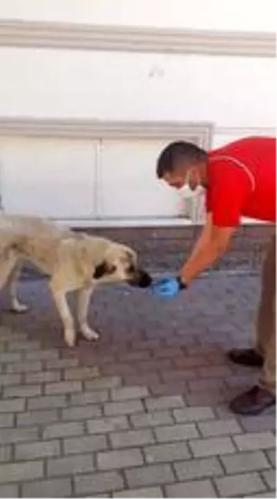 Bayramda sokak hayvanları unutulmadı Bayramda sokak hayvanları unutulmadı