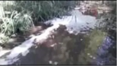 Bursa'da çevre katliamı Bursa'da çevre katliamı