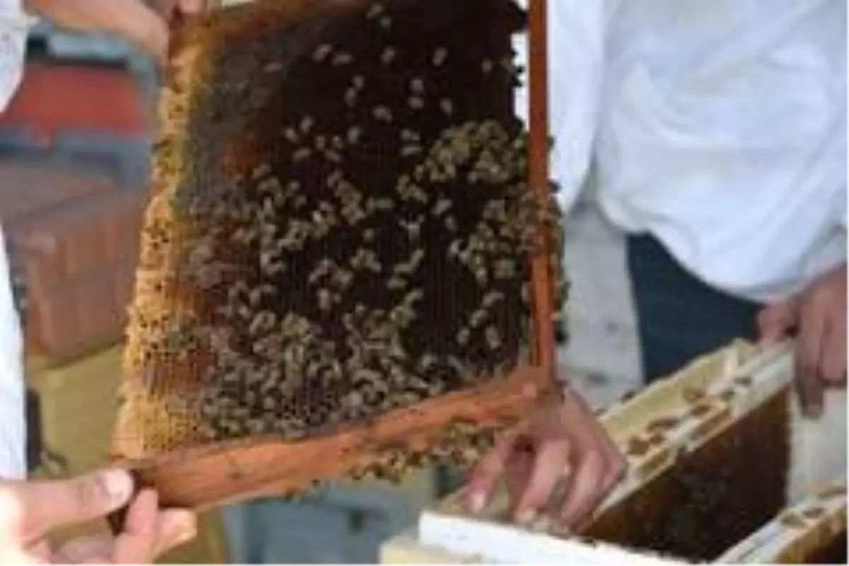 Büyükşehir'den arıcılığa destek