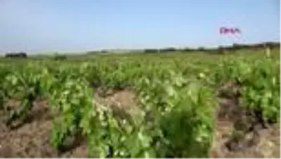 ÇANAKKALE 'Bozcaada çavuş üzümü' tescillendi ÇANAKKALE 'Bozcaada çavuş üzümü' tescillendi