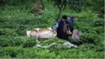 Çay üreticileri bayramı bahçelerinde çalışarak geçiriyor