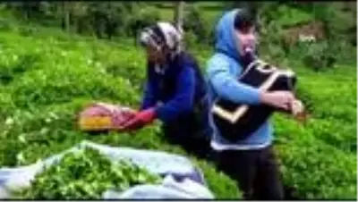 Çay üreticileri tulum eşliğinde çay topladı