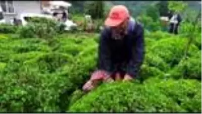 Çay üreticileri tulum eşliğinde çay topladı
