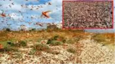 Çekirgeler, Hindistan ve Birleşik Arap Emirlikleri'ni istila etti Çekirgeler, Hindistan ve Birleşik Arap Emirlikleri'ni istila etti