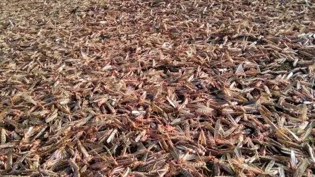 Çekirgeler Hindistan ve Birleşik Arap Emirlikleri'ni istila etti Çekirgeler Hindistan ve Birleşik Arap Emirlikleri'ni istila etti