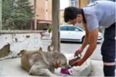 Denizli'de sokak hayvanları için mama ve su bırakıldı