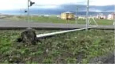 Doğu'da fırtına; ağaçlar ve direkler devrildi, çatılar uçtu