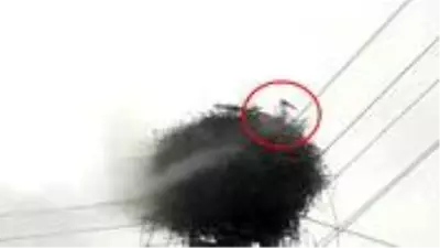 Ekipler, leylek yuvasında çıkan yangını söndürmek için seferber oldular Ekipler, leylek yuvasında çıkan yangını söndürmek için seferber oldular