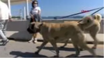 KADIKÖY’DE ÇOBAN KÖPEKLERİNİN SAHİL KEYFİ
