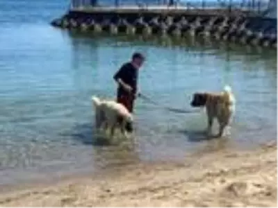 Kadıköy'de çoban köpeklerinin sahil keyfi