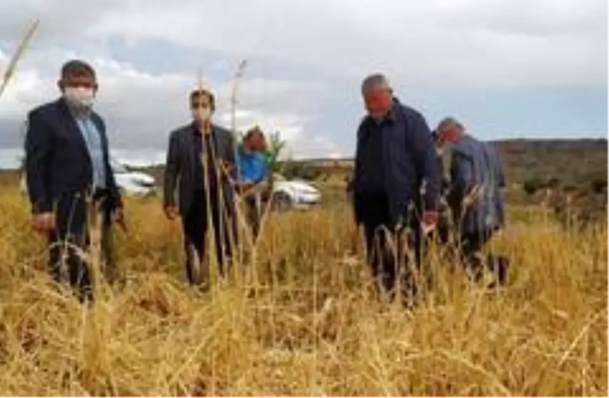 Kahta'da dolu yağışı çiftçiyi vurdu