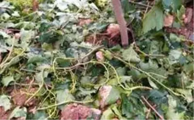 Kahta'da dolu yağışı çiftçiyi vurdu Kahta'da dolu yağışı çiftçiyi vurdu