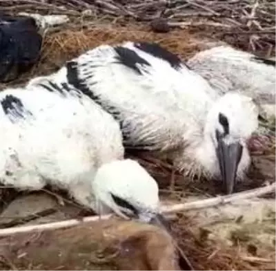 Ekipler, leylek yuvasında çıkan yangını söndürmek için seferber oldular Ekipler, leylek yuvasında çıkan yangını söndürmek için seferber oldular