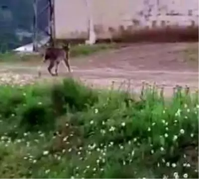 Nadir görülen vahşi vaşak yerleşim yerine indi Nadir görülen vahşi vaşak yerleşim yerine indi