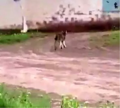 Nadir görülen vahşi vaşak yerleşim yerine indi Nadir görülen vahşi vaşak yerleşim yerine indi