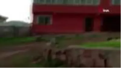 Nadir görülen vahşi vaşak yerleşim yerine indi Nadir görülen vahşi vaşak yerleşim yerine indi