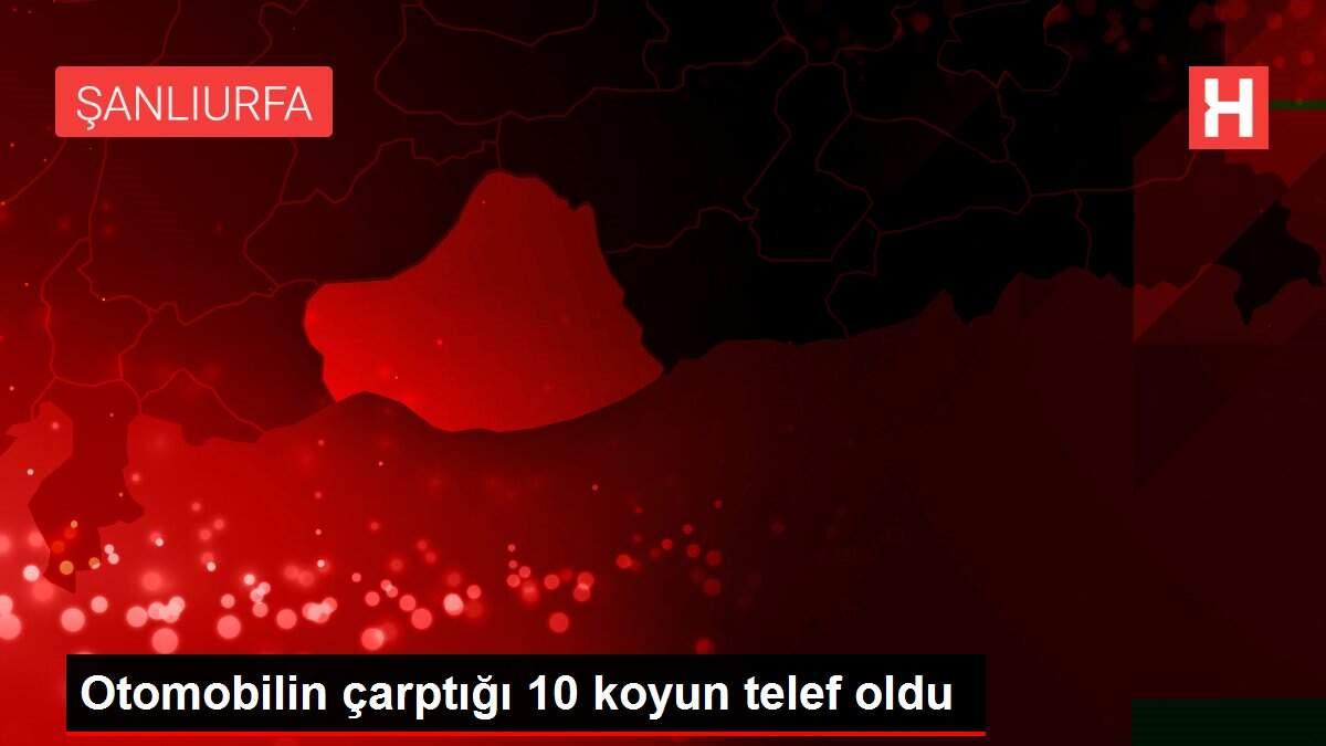 Otomobilin çarptığı 10 koyun telef oldu