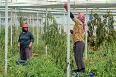 Antalyalı çiftçiler Türkiye'nin sebze ve meyve ihtiyacını karşılamak için bayramı seralarda geçiriyor Antalyalı çiftçiler Türkiye'nin sebze ve meyve ihtiyacını karşılamak için bayramı seralarda geçiriyor