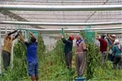Antalyalı çiftçiler Türkiye'nin sebze ve meyve ihtiyacını karşılamak için bayramı seralarda geçiriyor Antalyalı çiftçiler Türkiye'nin sebze ve meyve ihtiyacını karşılamak için bayramı seralarda geçiriyor