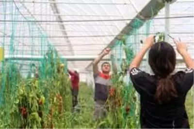 Antalyalı çiftçiler Türkiye'nin sebze ve meyve ihtiyacını karşılamak için bayramı seralarda geçiriyor Antalyalı çiftçiler Türkiye'nin sebze ve meyve ihtiyacını karşılamak için bayramı seralarda geçiriyor