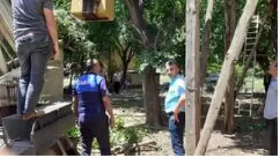 Rüzgarın zarar verdiği ağaçlar faciaya neden oluyordu