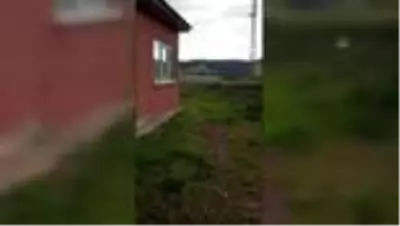 Sivas’da vaşak görüntülendi