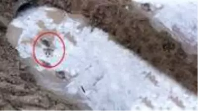 Sulama kanalında kurt yavrusu gören Sivaslının şaşkınlığı kamerada Sulama kanalında kurt yavrusu gören Sivaslının şaşkınlığı kamerada