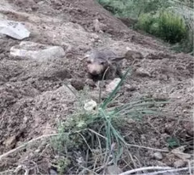Sulama kanalından çıkan kurt yavruları şaşkınlık yaşattı Sulama kanalından çıkan kurt yavruları şaşkınlık yaşattı