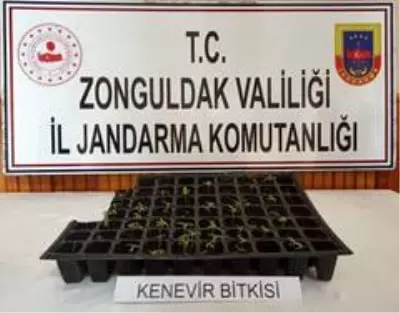 Zonguldak'ta uyuşturucu operasyonu: 1 gözaltı
