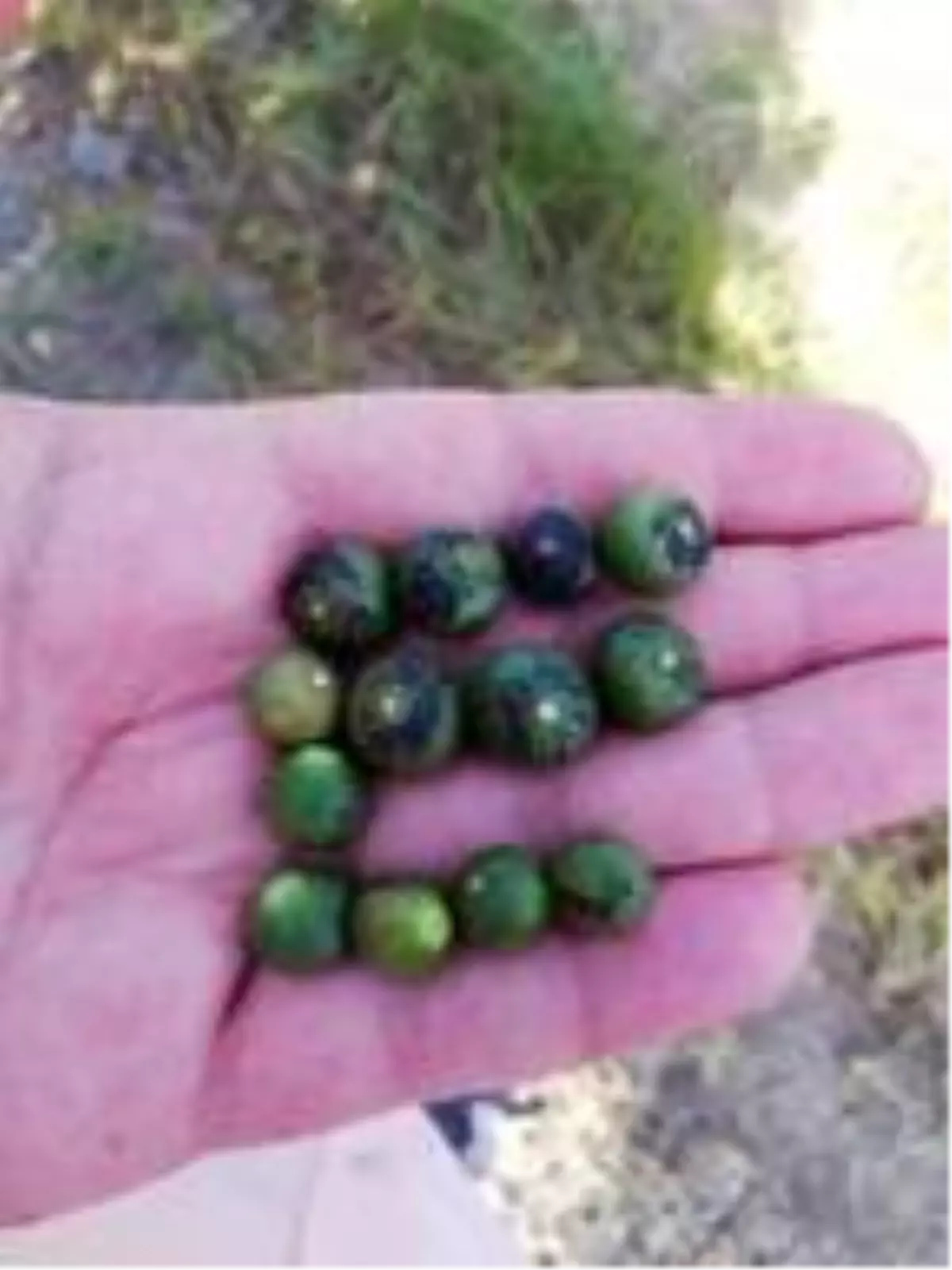 Adana Çiftçiler Birliği Başkanı:  Narenciyede yüzde 80'in üzerinde kayıp var