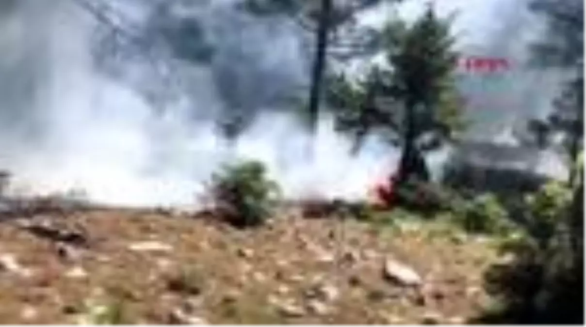 ANTALYA Çoban ateşi orman yangını çıkardı