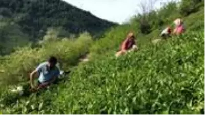 Çay hasadı için Rize'ye gelenlerden 10'unda koronavirüs tespit edildi Çay hasadı için Rize'ye gelenlerden 10'unda koronavirüs tespit edildi