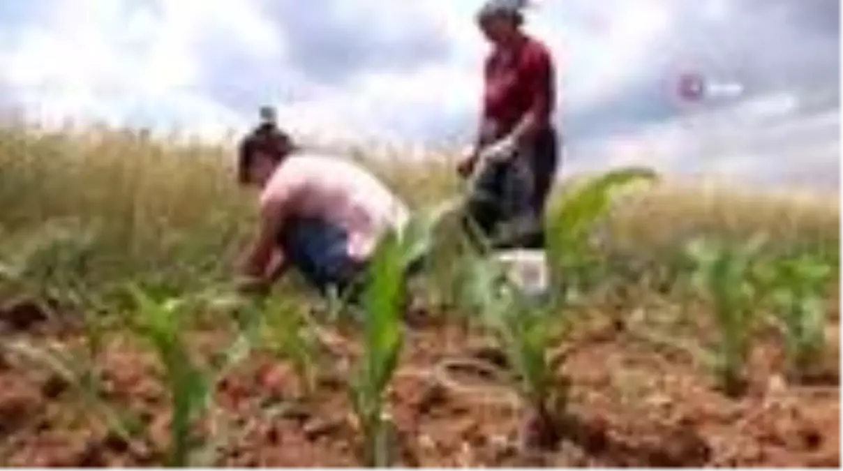 Çiftçilerden koronaya inat üretim