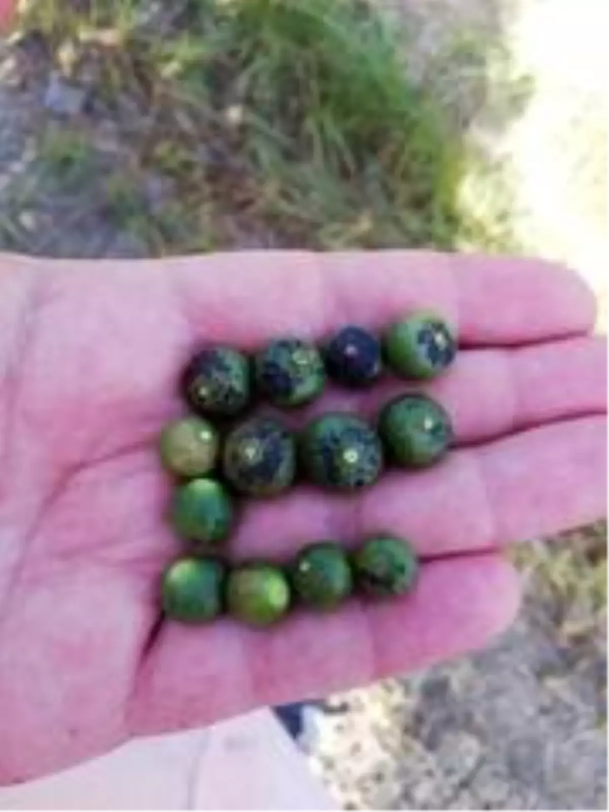 Doğru: 'Narenciyede yüzde 80'in üzerinde kayıp var'