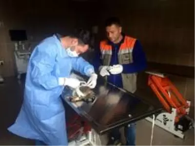 Kedinin Yardımına Akçaabat Belediyesi Koştu Kedinin Yardımına Akçaabat Belediyesi Koştu