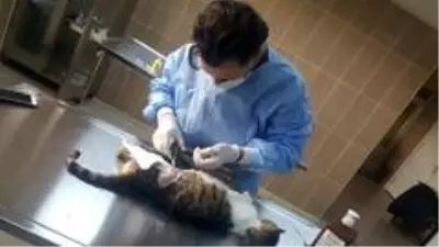 Kedinin Yardımına Akçaabat Belediyesi Koştu Kedinin Yardımına Akçaabat Belediyesi Koştu