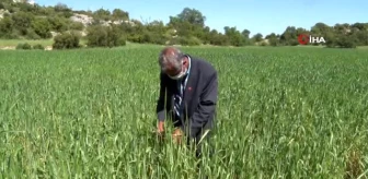 Mersin'de yerli buğday üretimi teşvik ediliyor