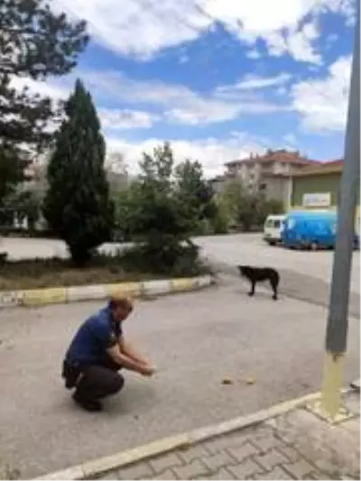 Polisler sokak hayvanlarını besledi Polisler sokak hayvanlarını besledi