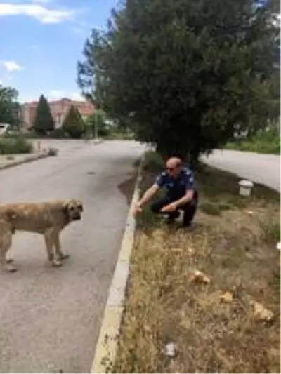 Polisler sokak hayvanlarını besledi Polisler sokak hayvanlarını besledi